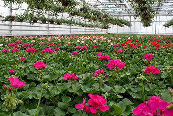 G&auml;rtnerei Liechti Blumen