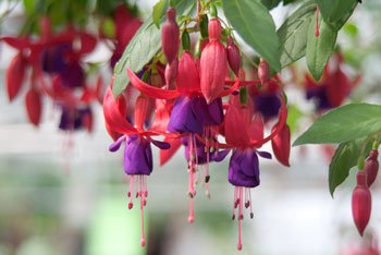 G&auml;rtnerei Liechti Blumen