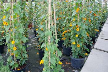 G&auml;rtnerei Liechti Blumen