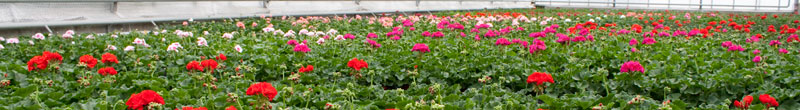 Pink Bl&uuml;ten